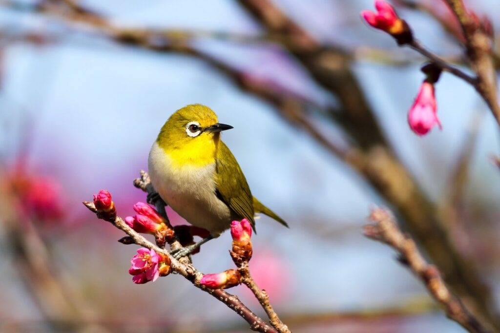 oiseau jaune sur sa branche en fleur