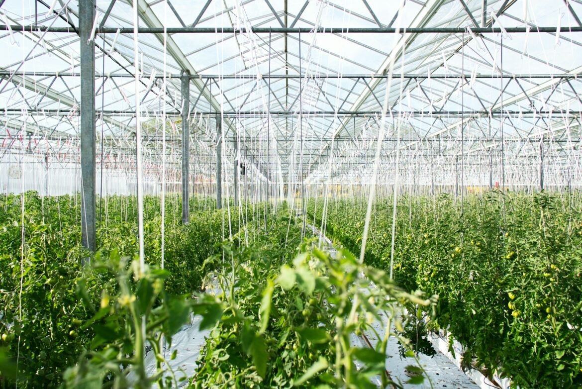 robot d'effeuillage des plants de tomates